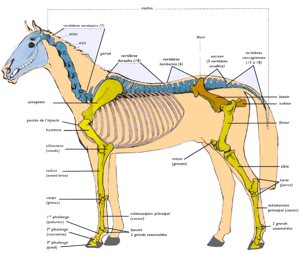 Galop 1 de cavalier : Anatomie du cheval (Hippologie)