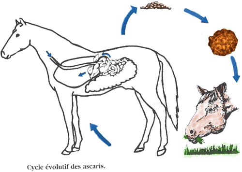 Résistance aux vermifuges chez le cheval 