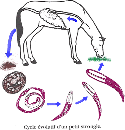 Parasites digestifs du cheval - Vermifuge naturel | AJC Nature
