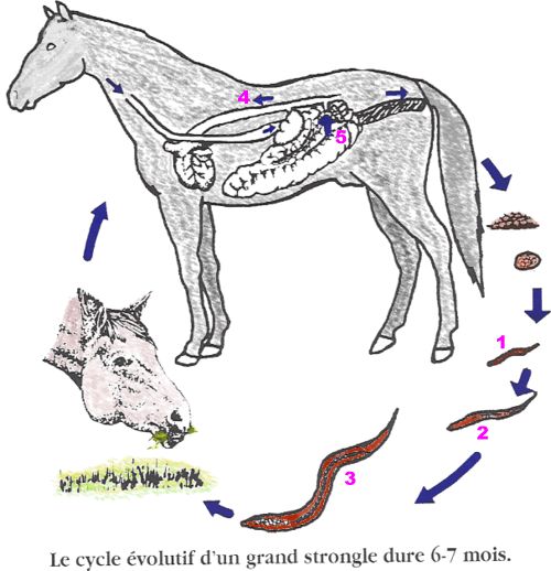Vetofficine  Fiches: Parasites internes des chevaux : principaux