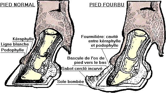 sabot cheval-anatomie pied cheval_sole cheval